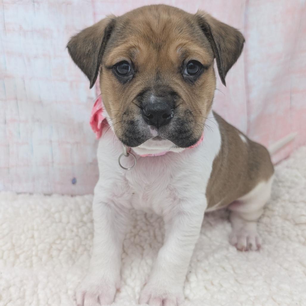 Enlarge Hugs, a Adoptable mixed breed in Durham, NC image 2/6