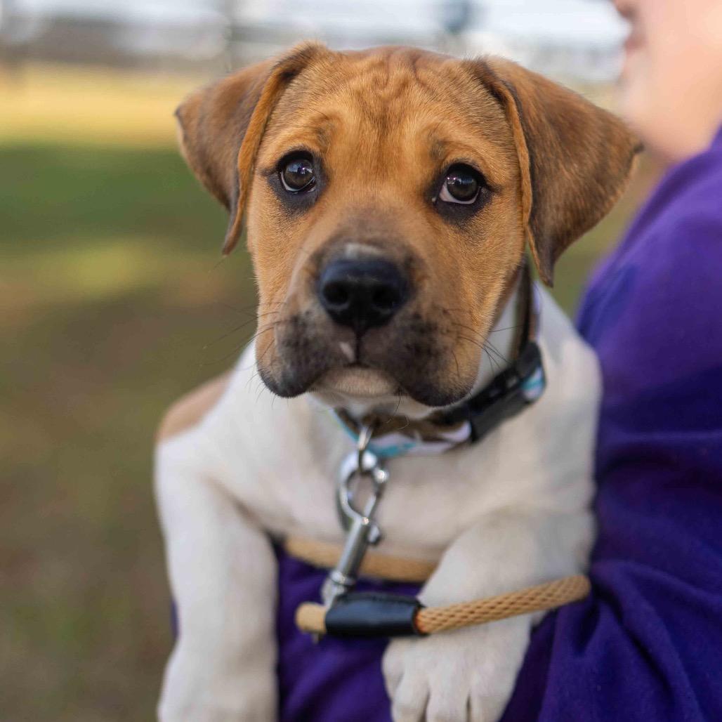 Enlarge Hugs, a Adoptable mixed breed in Durham, NC image 3/6