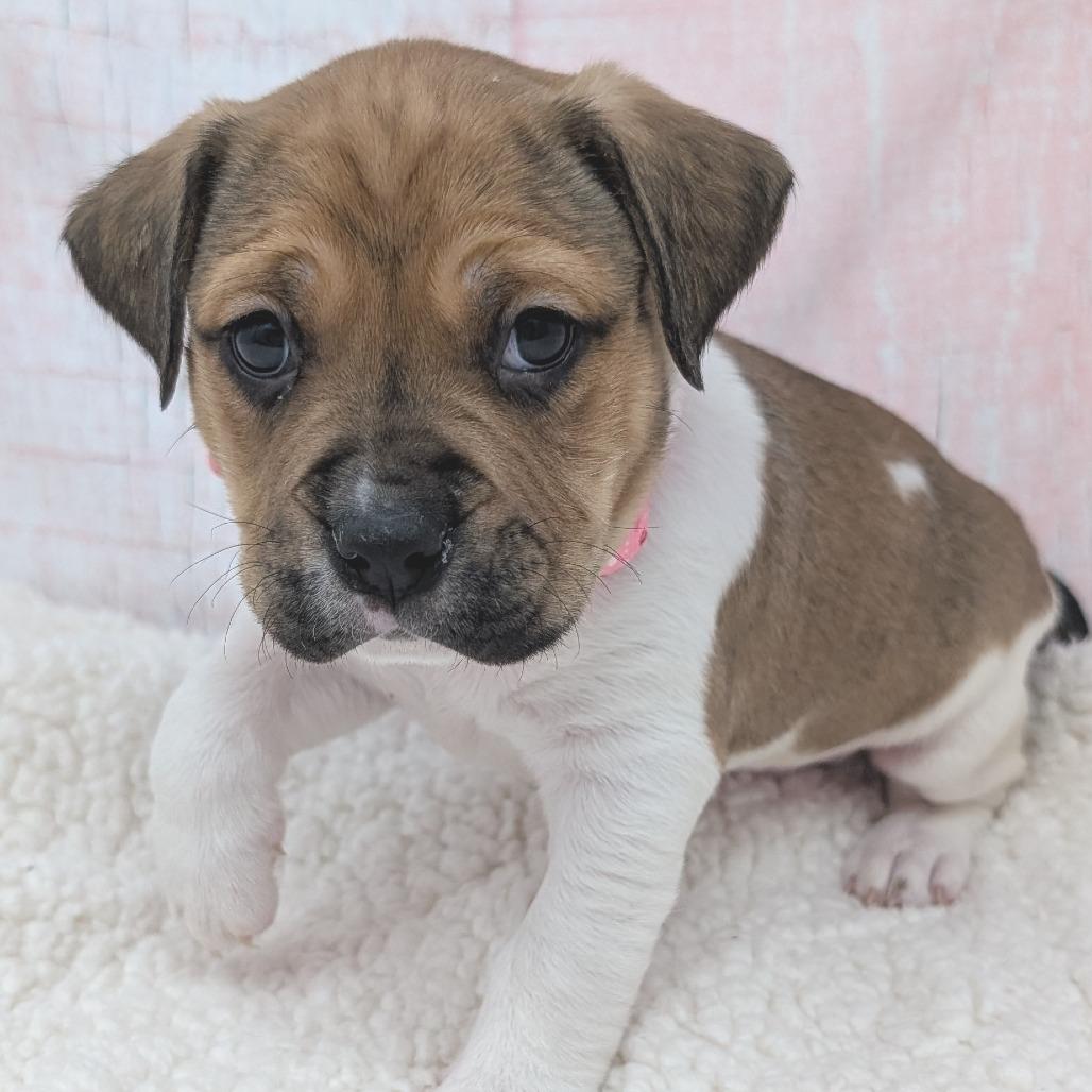 Enlarge Hugs, a Adoptable mixed breed in Durham, NC image 3/6