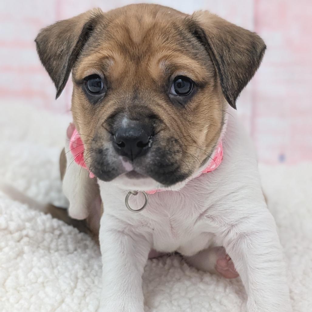 Enlarge Hugs, a Adoptable mixed breed in Durham, NC image 4/6