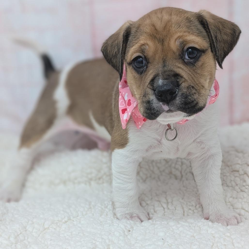 Enlarge Hugs, a Adoptable mixed breed in Durham, NC image 5/6