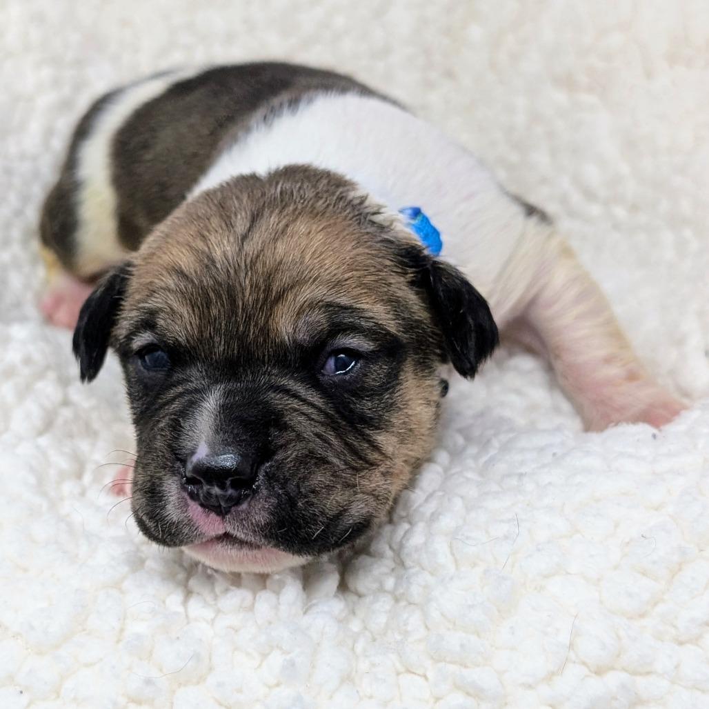 Enlarge Hugs, a Adoptable mixed breed in Durham, NC image 6/6