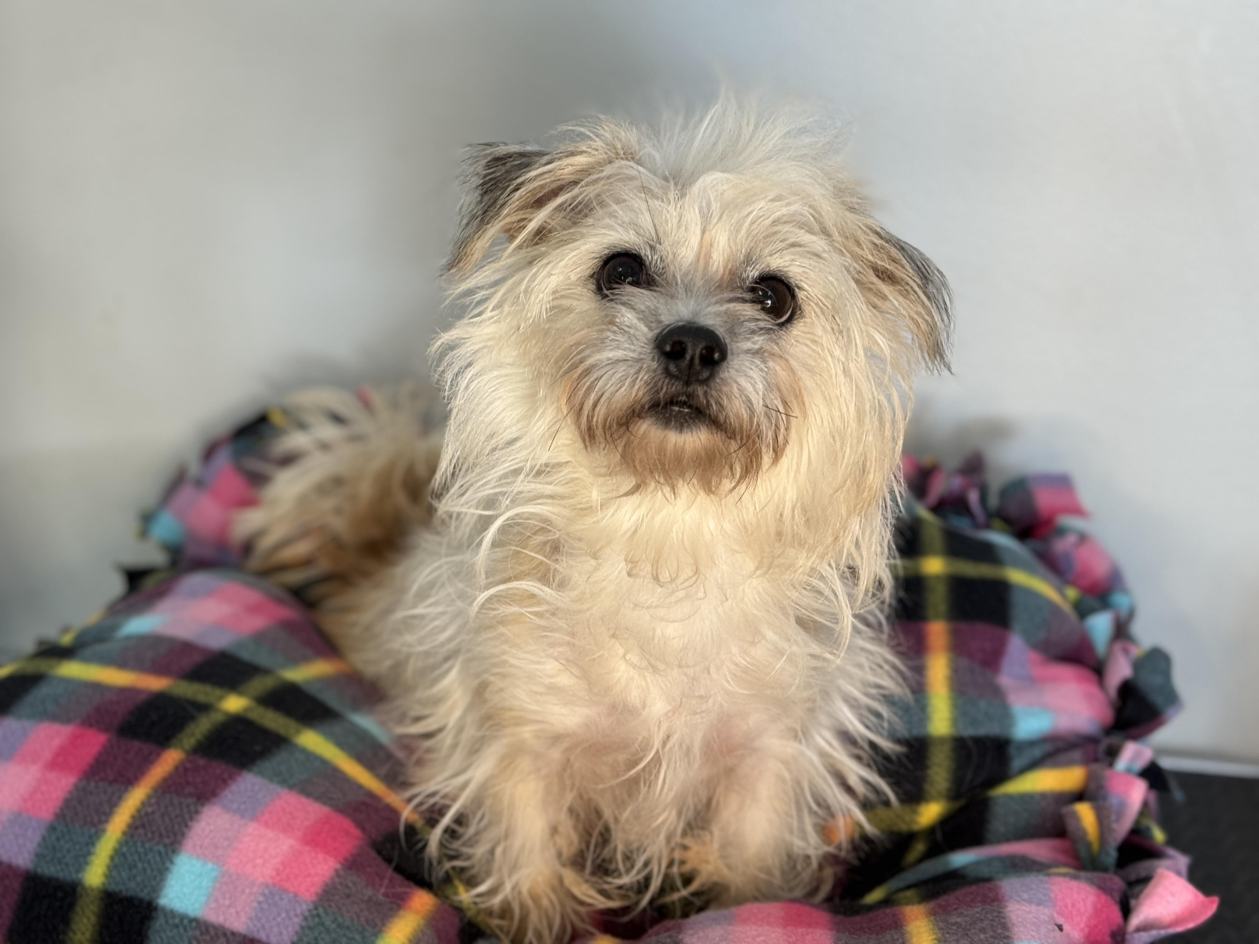 Pippa, an adopted mixed breed in Richmond, VA image 3/5