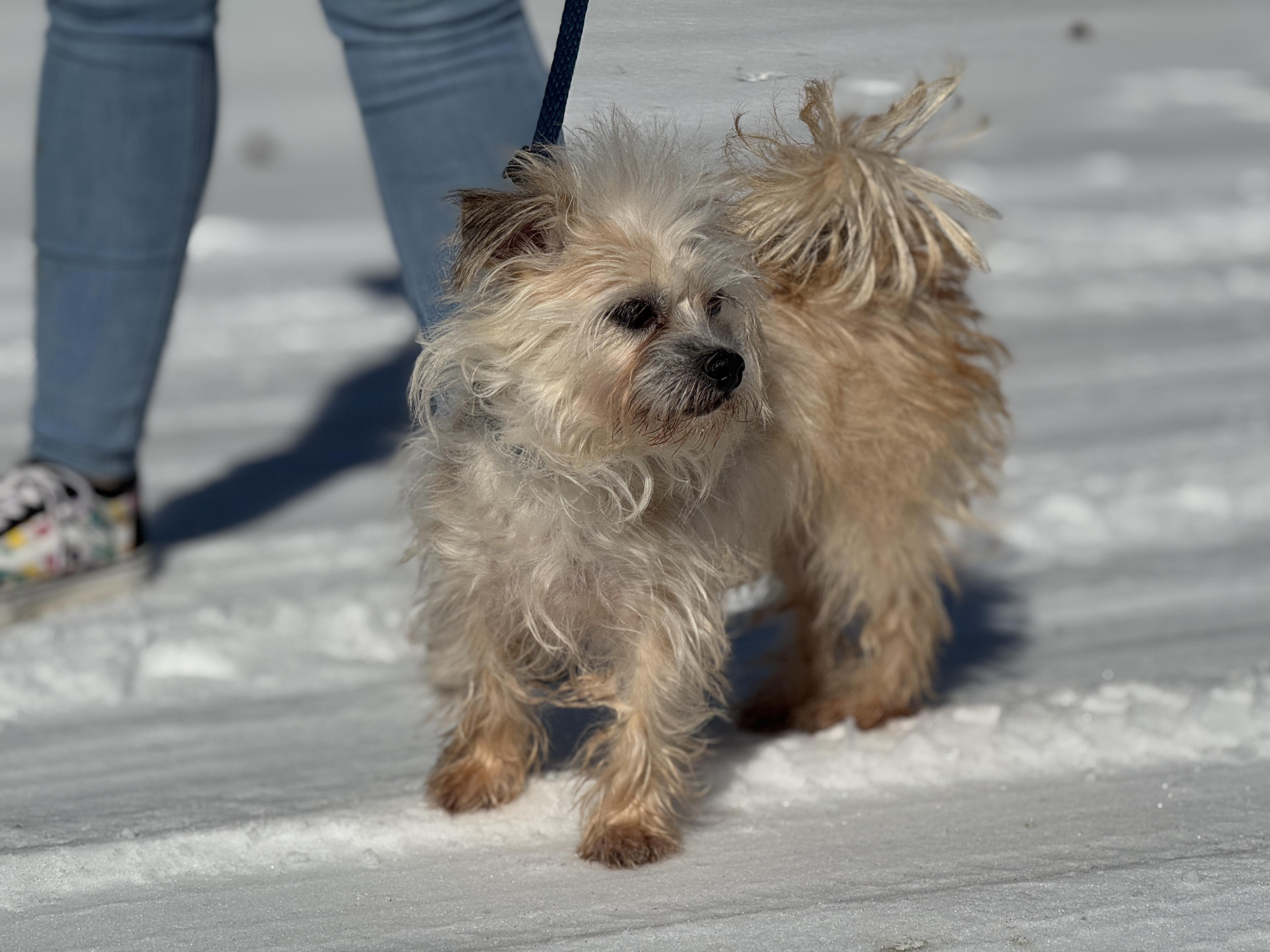 Pippa, an adopted mixed breed in Richmond, VA image 4/5