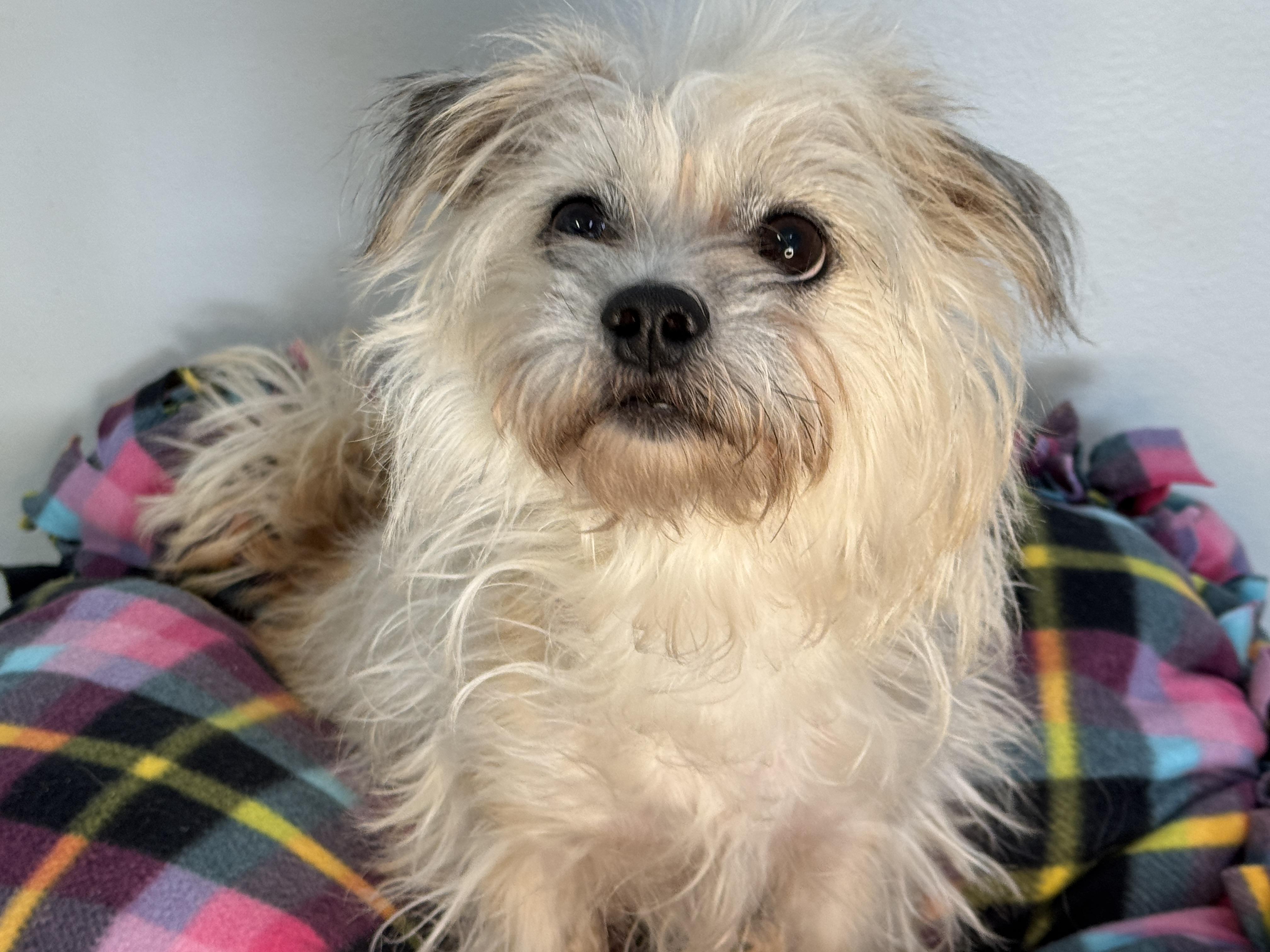 Pippa, an adopted mixed breed in Richmond, VA image 5/5