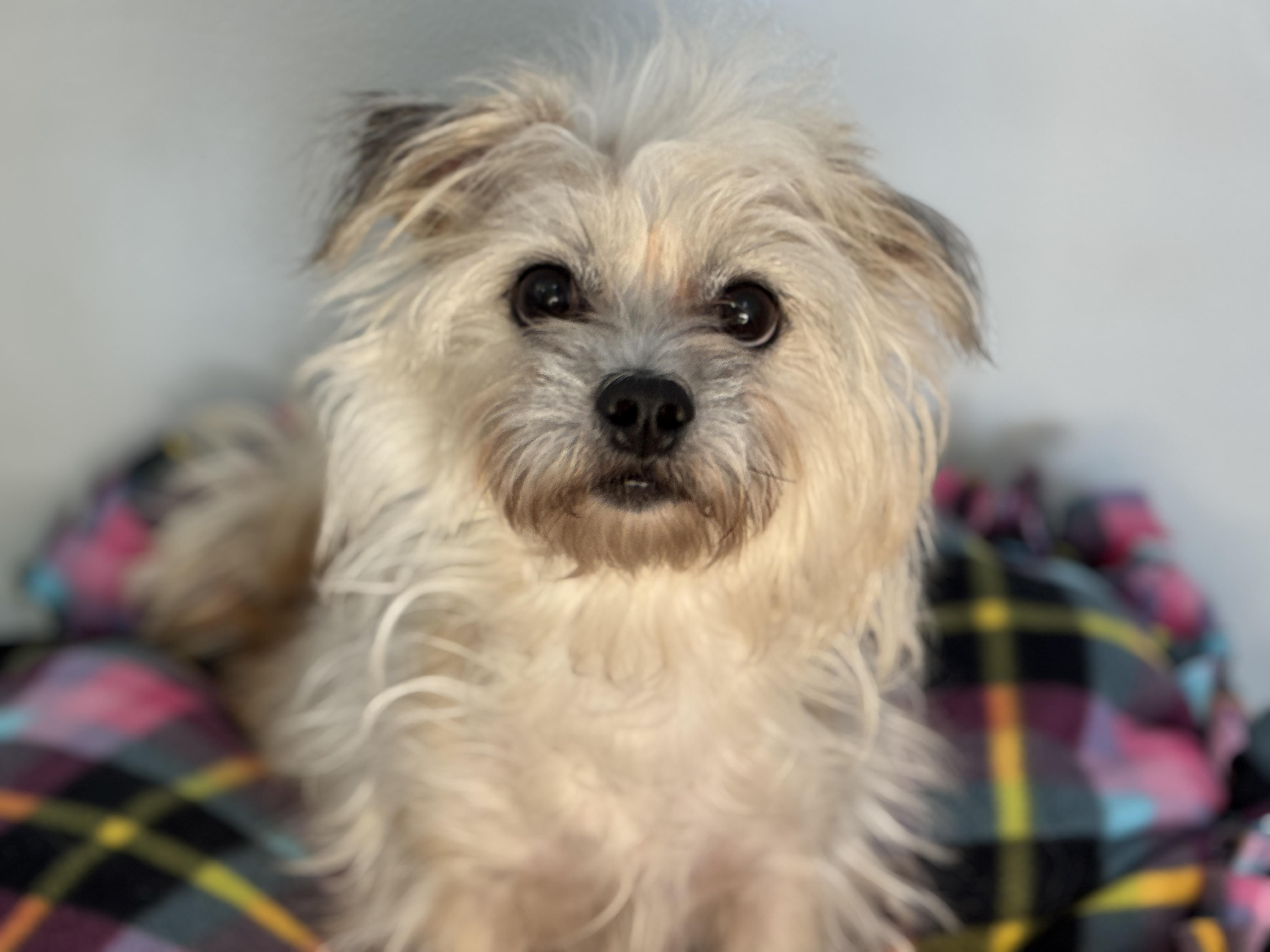 Pippa, adopted, Adult Female Terrier.