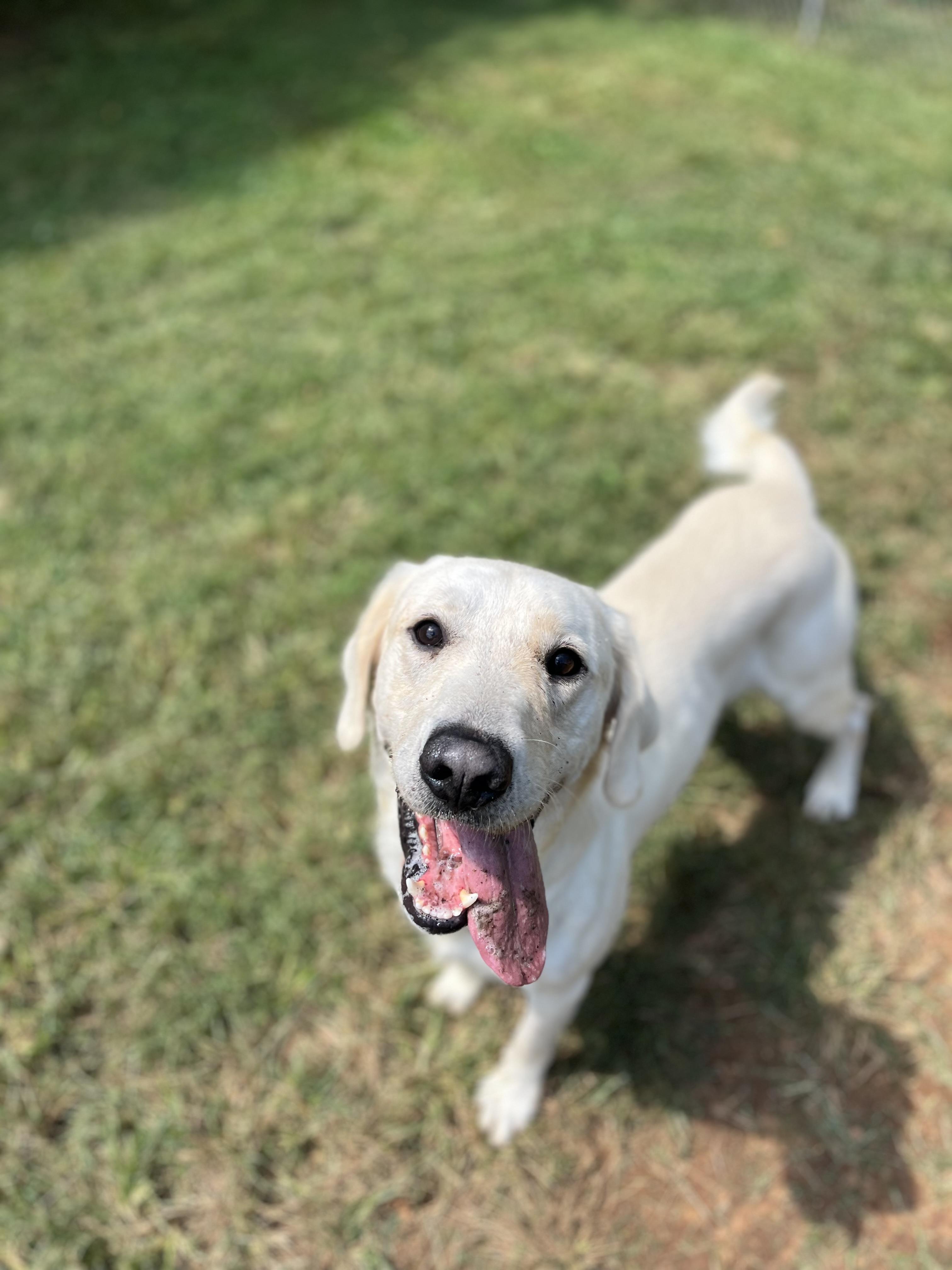 Beau
