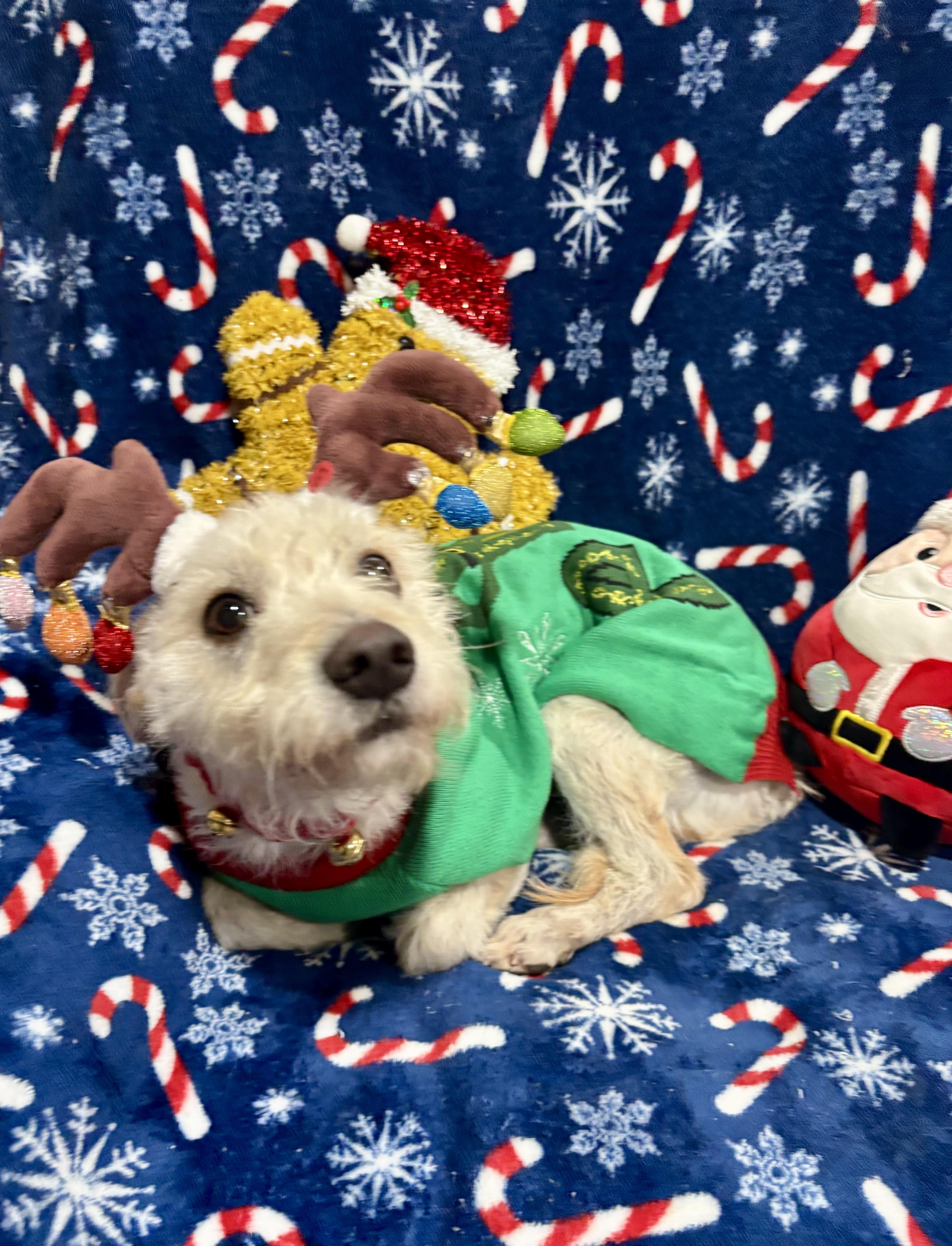 Charlie, ADOPTABLE, Young Male Miniature Schnauzer & Miniature Poodle.