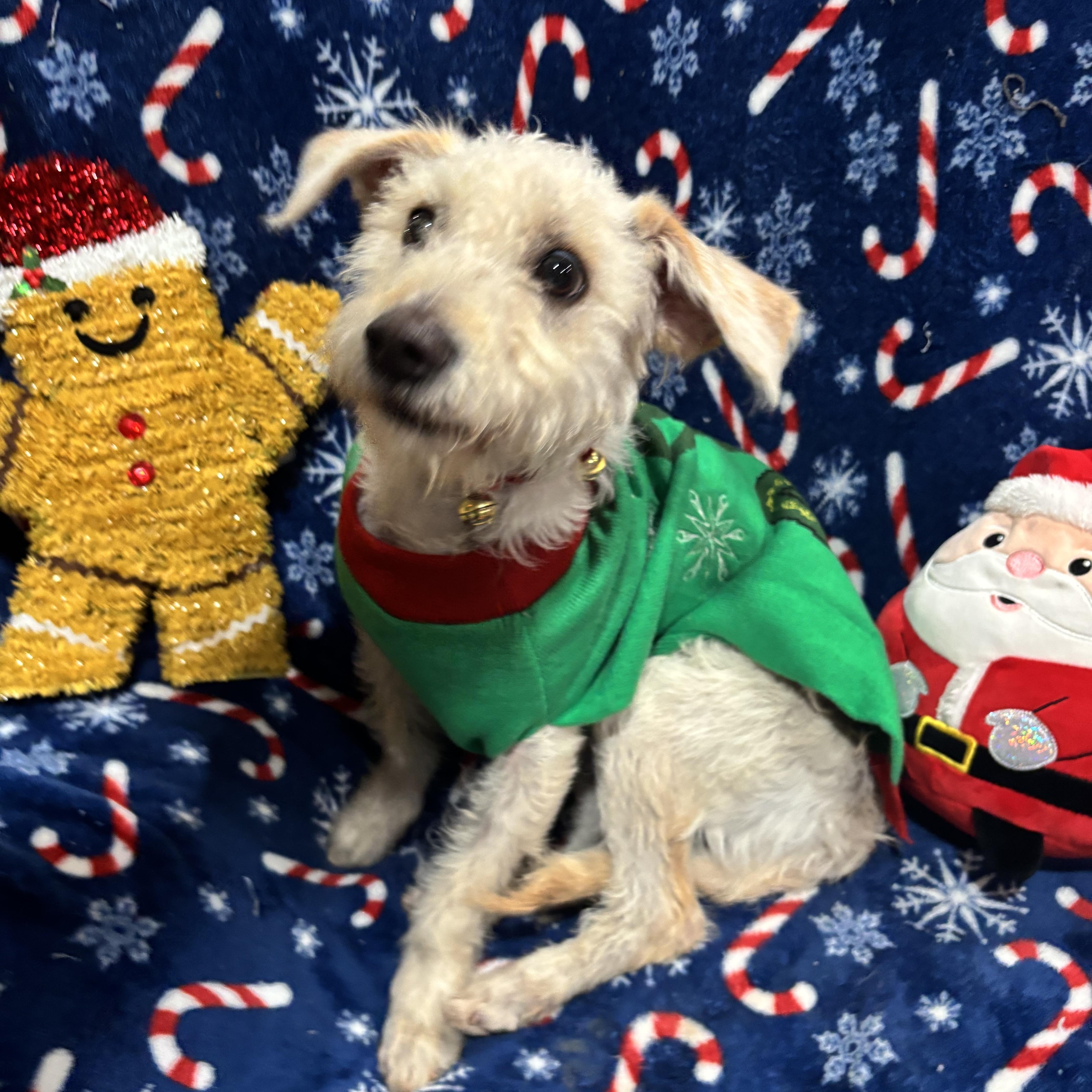 Charlie, a ADOPTABLE mixed breed in Foster, OR image 2/6