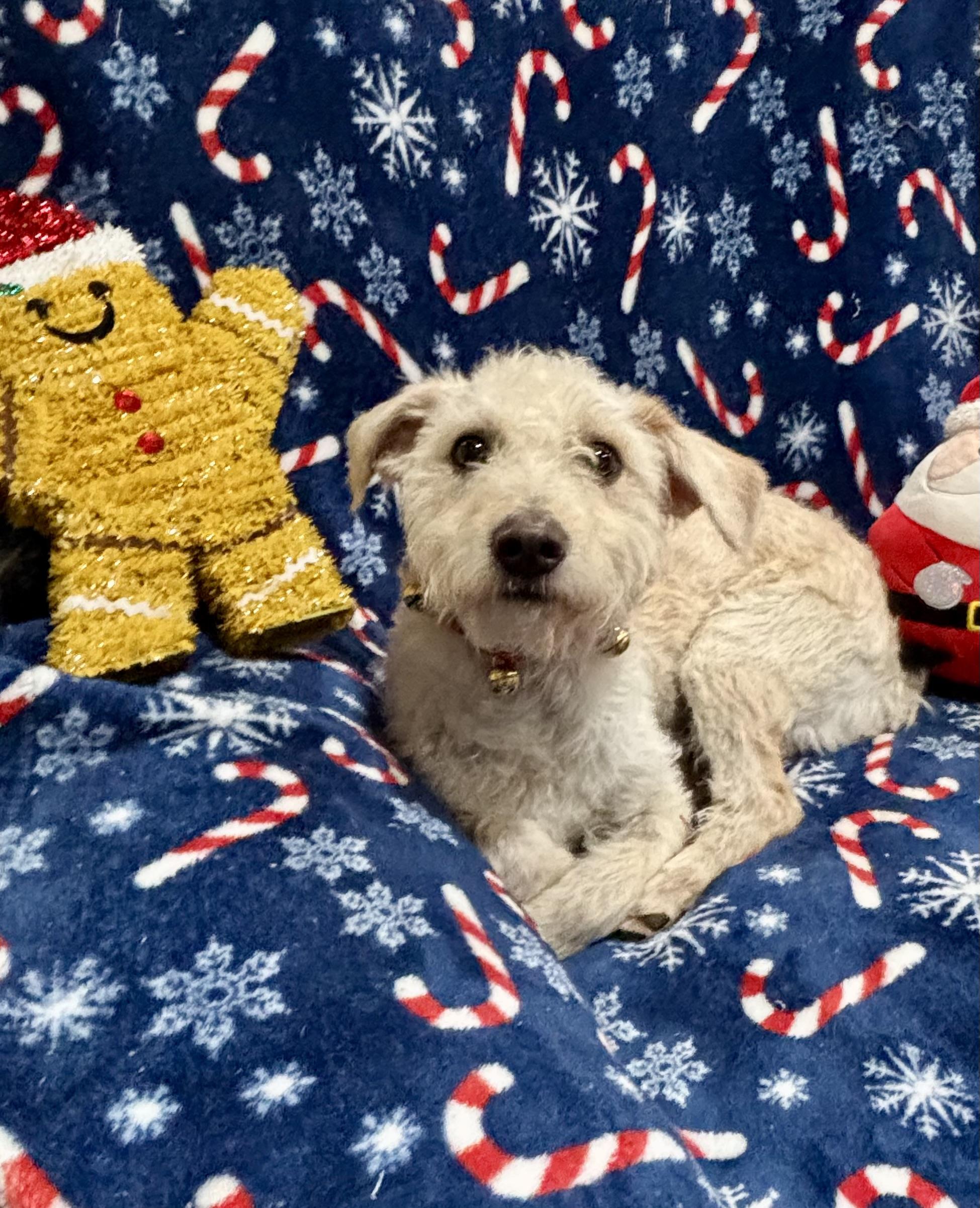 Charlie, a ADOPTABLE mixed breed in Foster, OR image 3/6