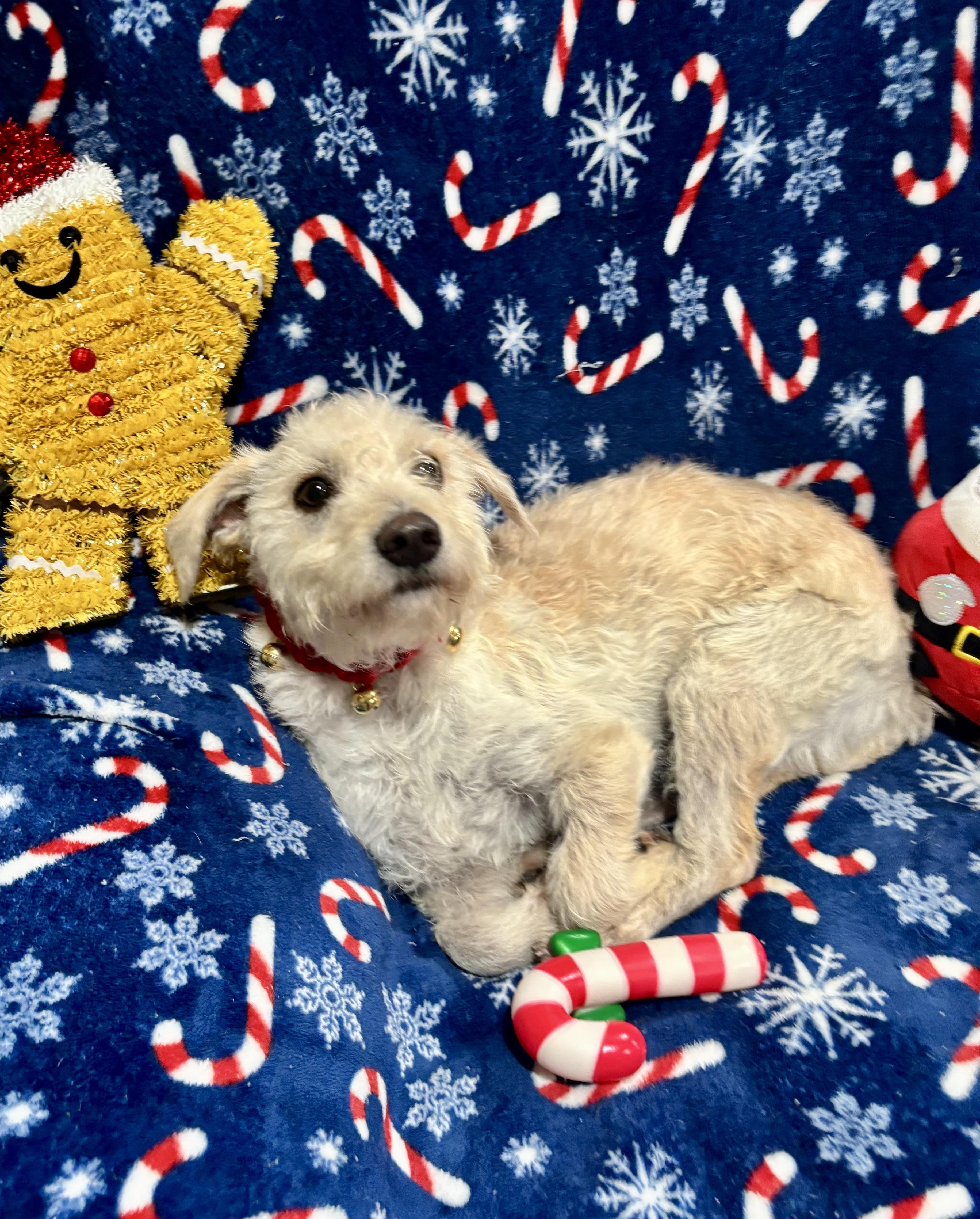 Charlie, a ADOPTABLE mixed breed in Foster, OR image 4/6