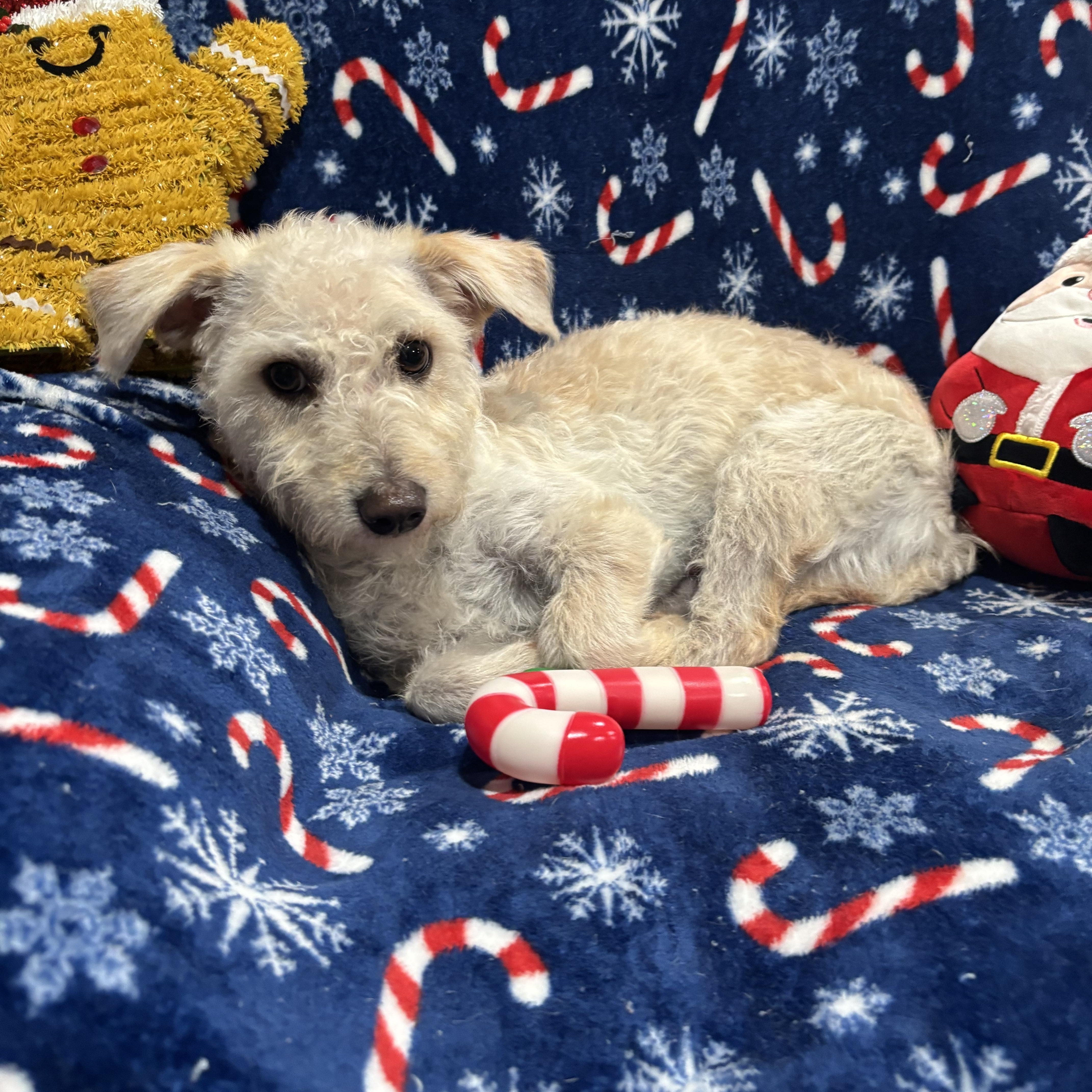 Charlie, a ADOPTABLE mixed breed in Foster, OR image 5/6