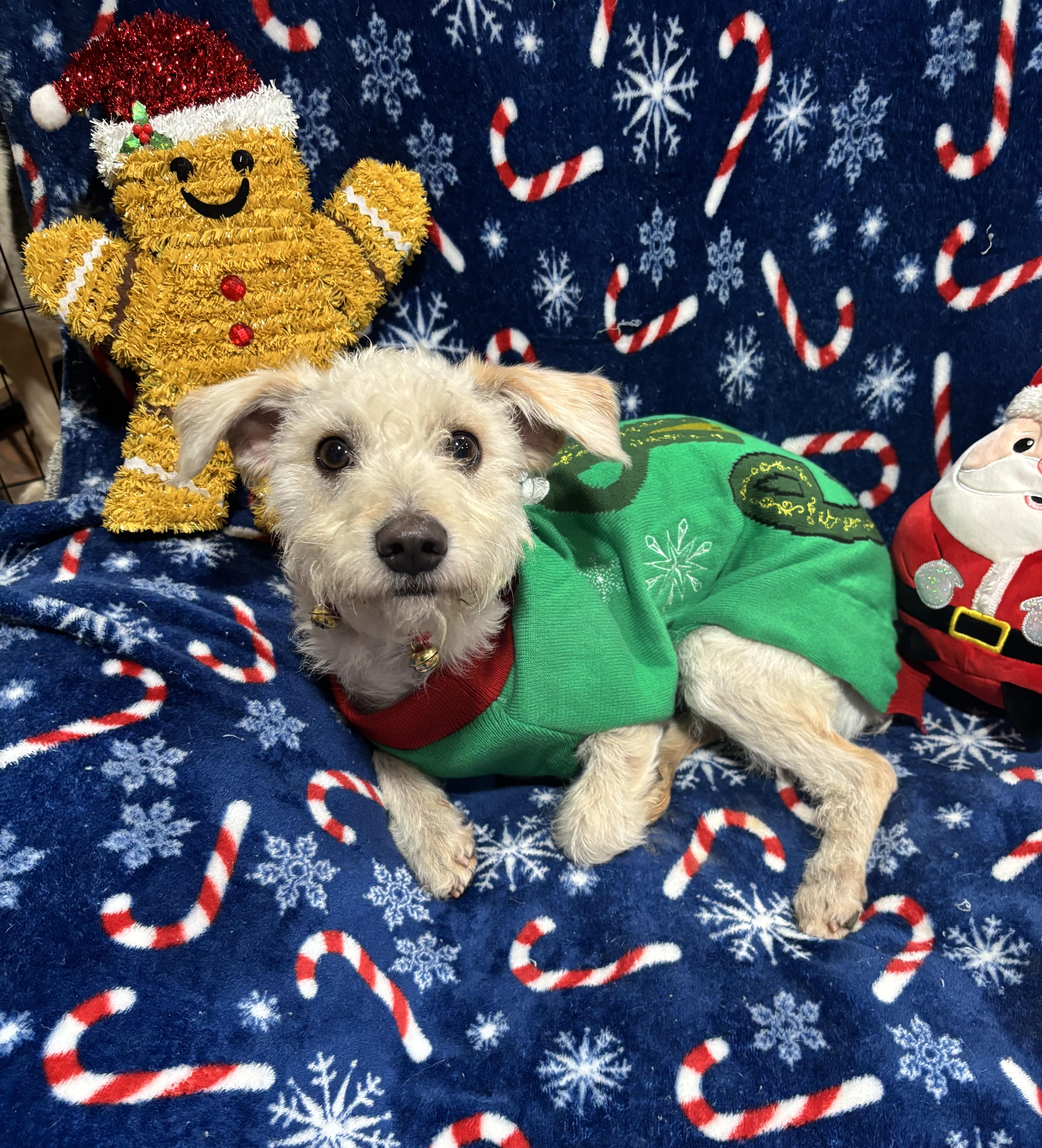 Charlie, a ADOPTABLE mixed breed in Foster, OR image 6/6