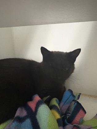 Enlarge Chocolate, a Adoptable mixed breed in Beatrice, NE image 1/1