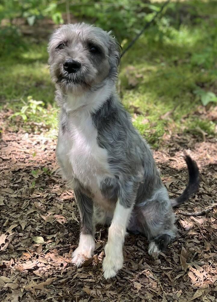 Enlarge Fun Dip, a Adoptable mixed breed in Wayne, NJ image 2/2