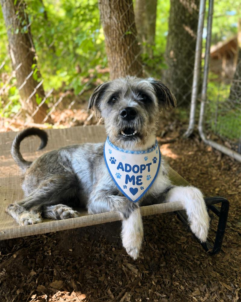 Fun Dip, Adoptable, Adult Male Mixed Breed.