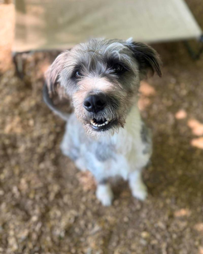 Fun Dip, a Adoptable mixed breed in Wayne, NJ image 2/4