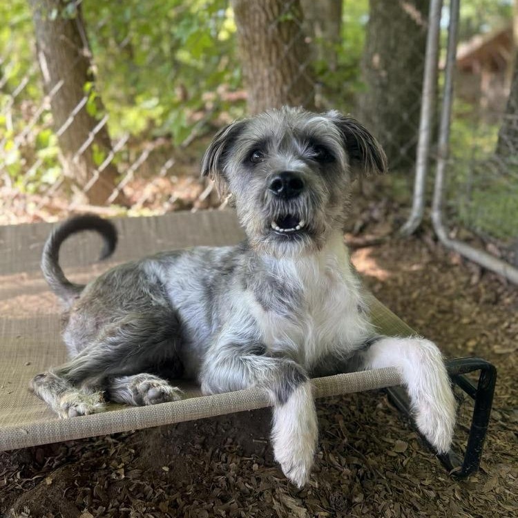 Fun Dip, Adoptable, Adult Male Mixed Breed.