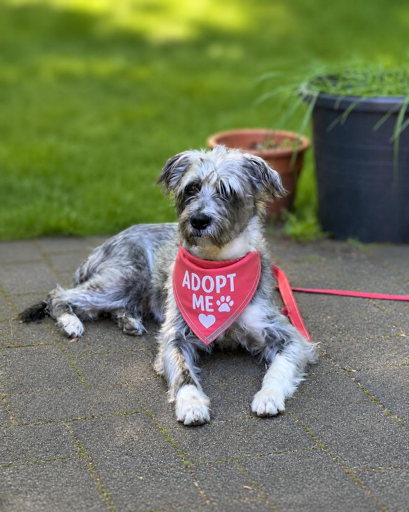 Fun Dip, a Adoptable mixed breed in Wayne, NJ image 3/4