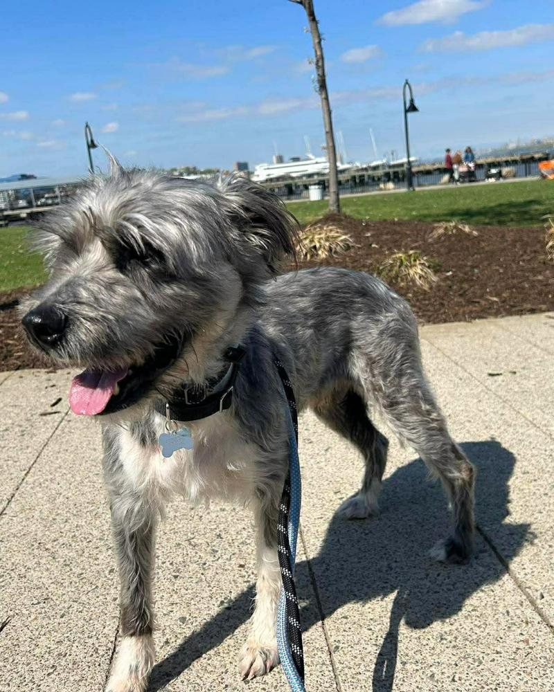 Fun Dip, a Adoptable mixed breed in Wayne, NJ image 4/4