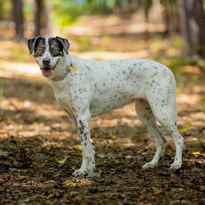 Dahlia AKA Dottie, a Adoptable mixed breed in Tyler, TX image 3/5