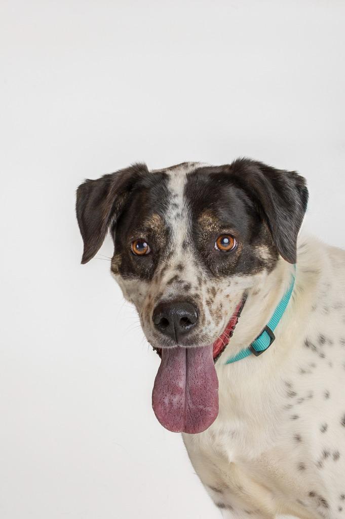 Dahlia AKA Dottie, a Adoptable mixed breed in Tyler, TX image 2/5