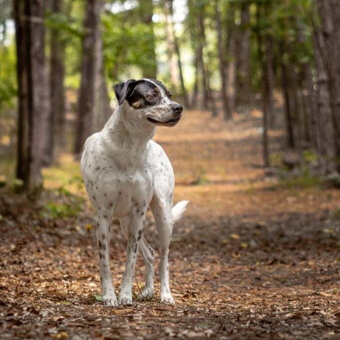 Dahlia AKA Dottie, a Adoptable mixed breed in Tyler, TX image 4/5