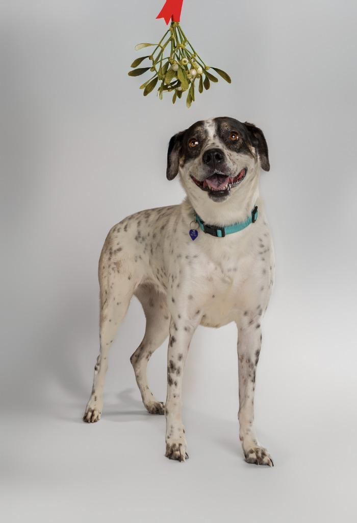 Dahlia AKA Dottie, a Adoptable mixed breed in Tyler, TX image 1/5