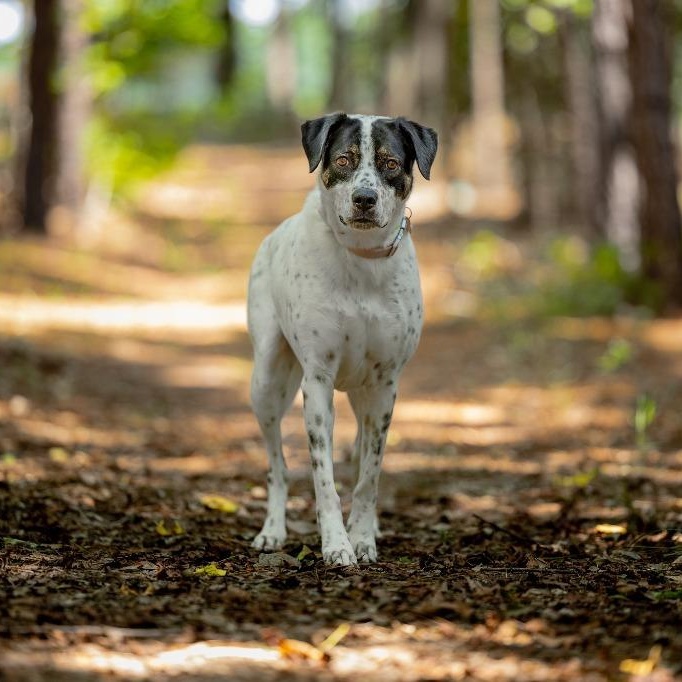 Dahlia AKA Dottie, a Adoptable mixed breed in Tyler, TX image 5/5
