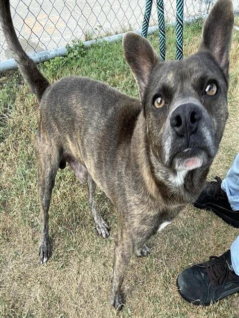 Enlarge OSBORNE, a Adoptable mixed breed in Corpus Christi, TX image 1/1