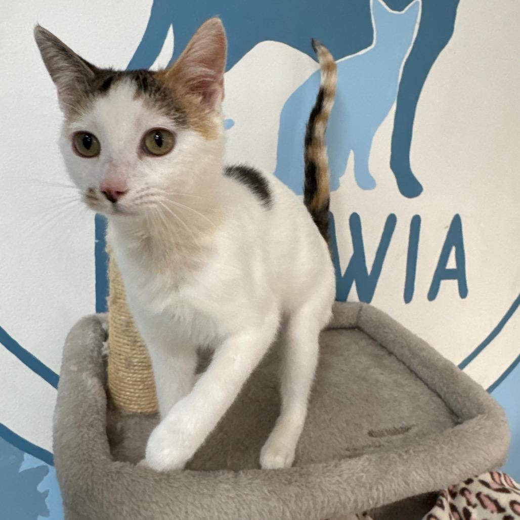 Enlarge Marigold, a Adoptable Domestic Short Hair in Milford, IA image 1/6