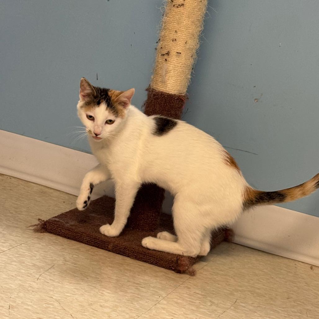 Enlarge Marigold, a Adoptable Domestic Short Hair in Milford, IA image 2/6