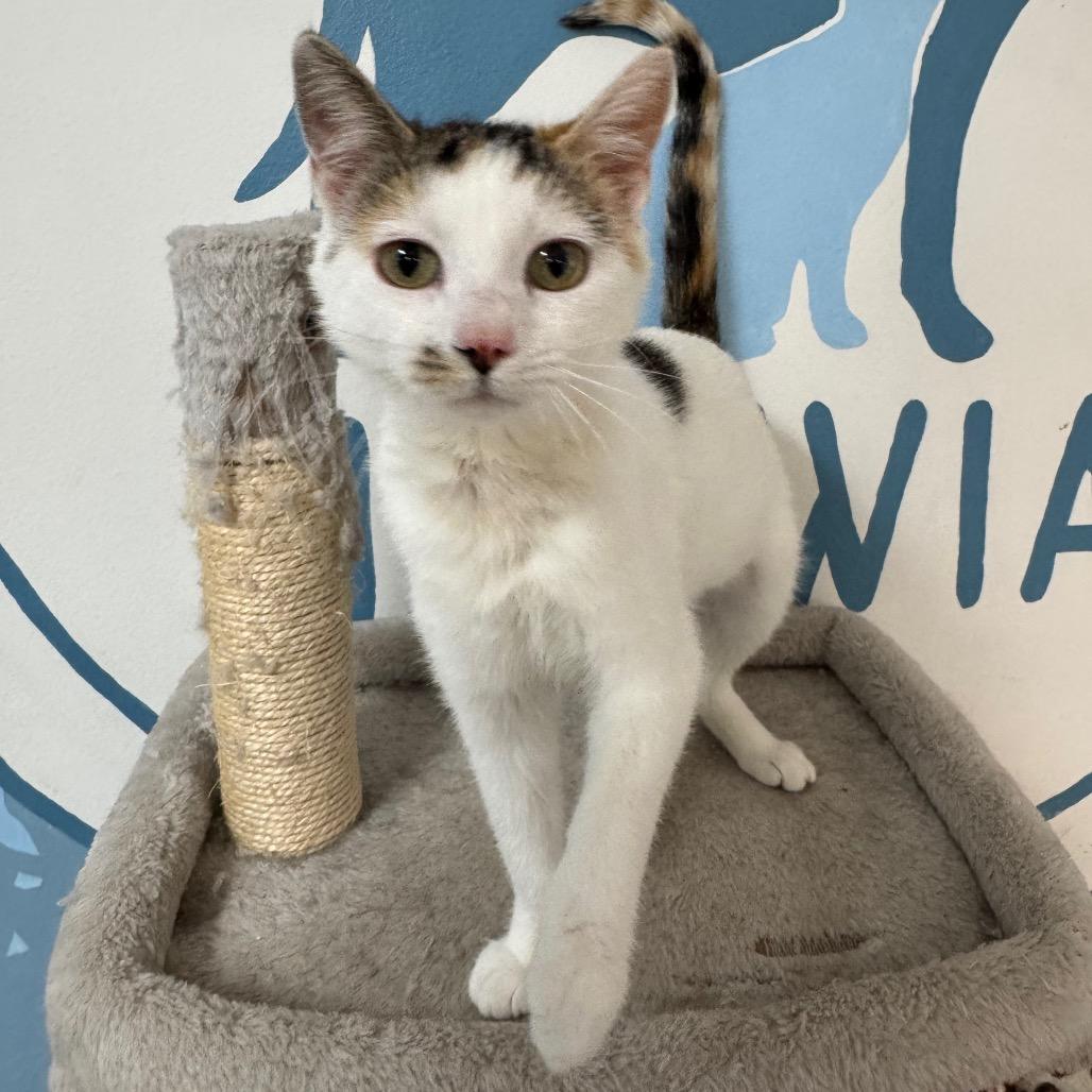 Enlarge Marigold, a Adoptable Domestic Short Hair in Milford, IA image 3/6
