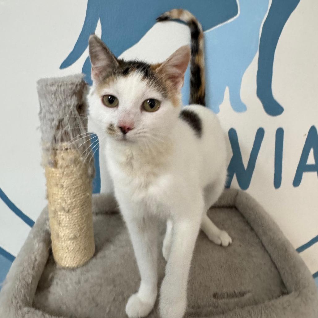Enlarge Marigold, a Adoptable Domestic Short Hair in Milford, IA image 4/6
