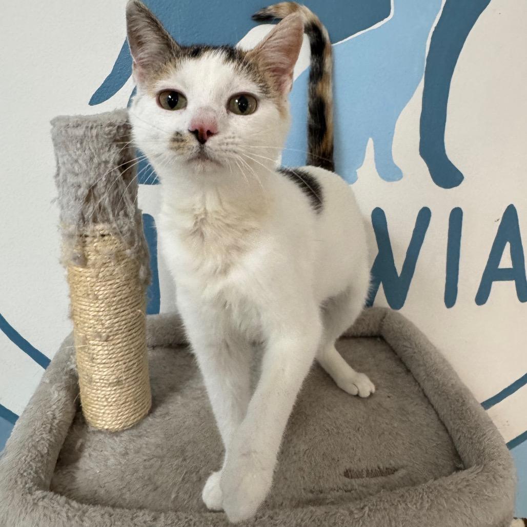 Enlarge Marigold, a Adoptable Domestic Short Hair in Milford, IA image 5/6
