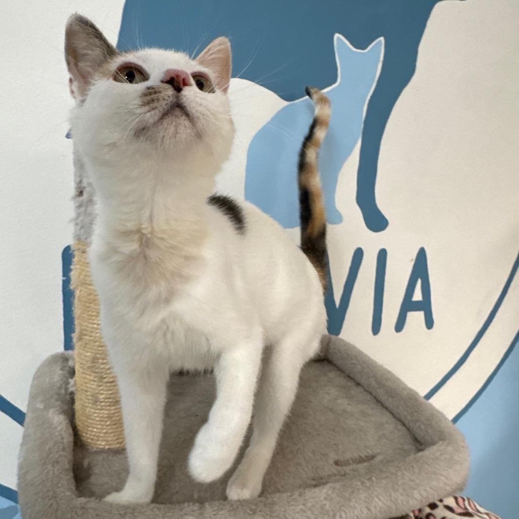 Enlarge Marigold, a Adoptable Domestic Short Hair in Milford, IA image 6/6