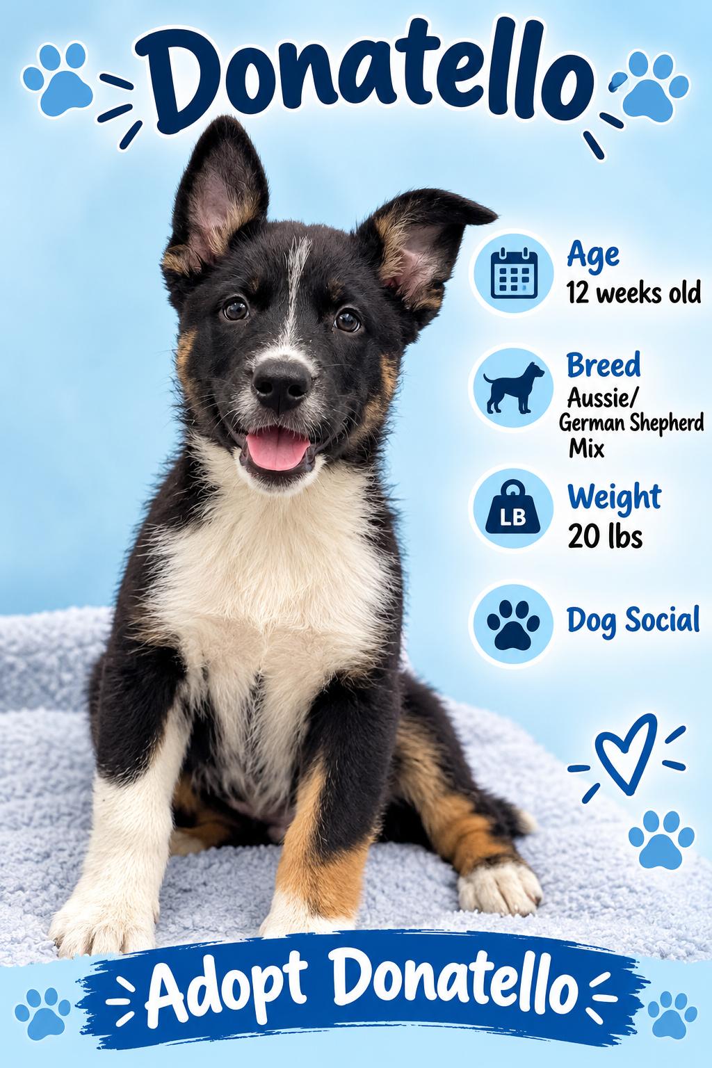 Enlarge Donatello, a Adopted mixed breed in Rock Hill, NY image 1/1