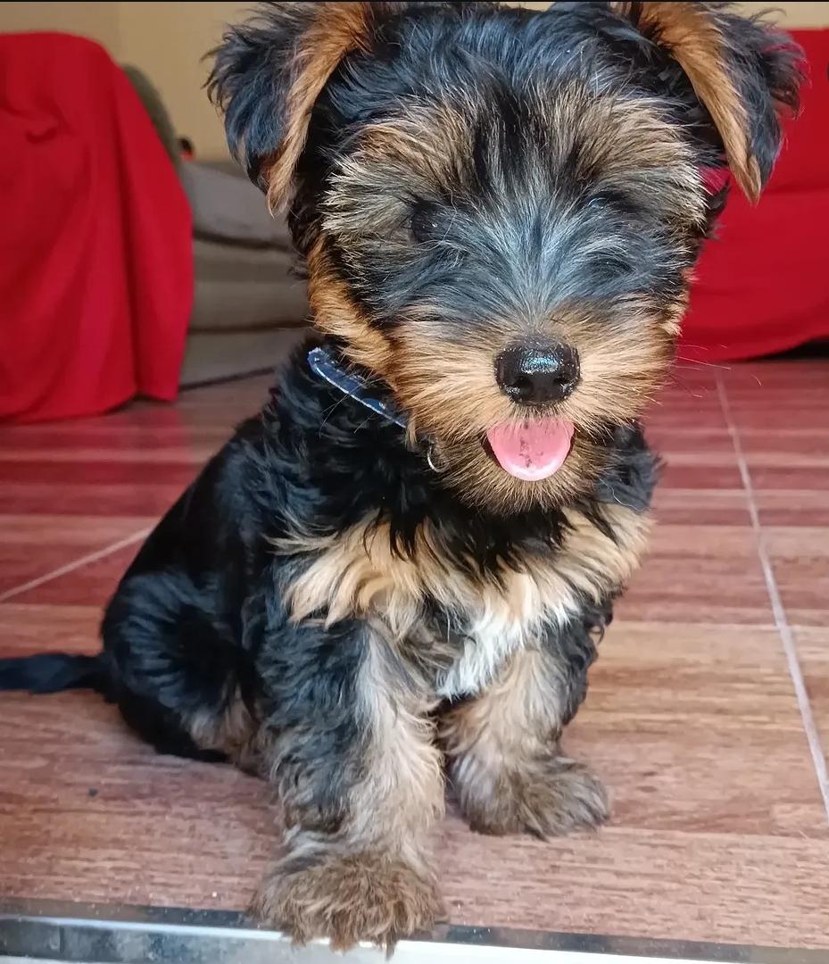 Enlarge Winny, a Adopted Yorkshire Terrier in Southington, CT image 1/1