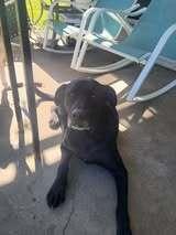 Jackson, Adoptable, Adult Male Labrador Retriever.