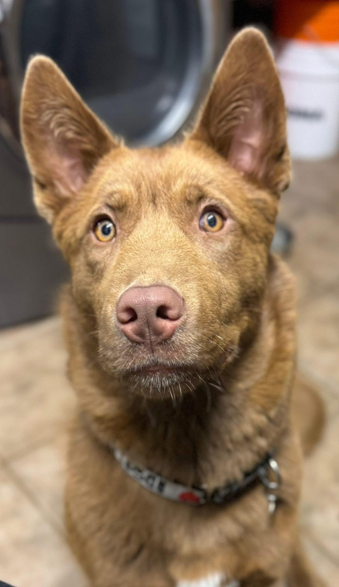 Brownie, an adoptable Husky, Mixed Breed in Hawkestone, ON, L0L 1T0 | Photo Image 6