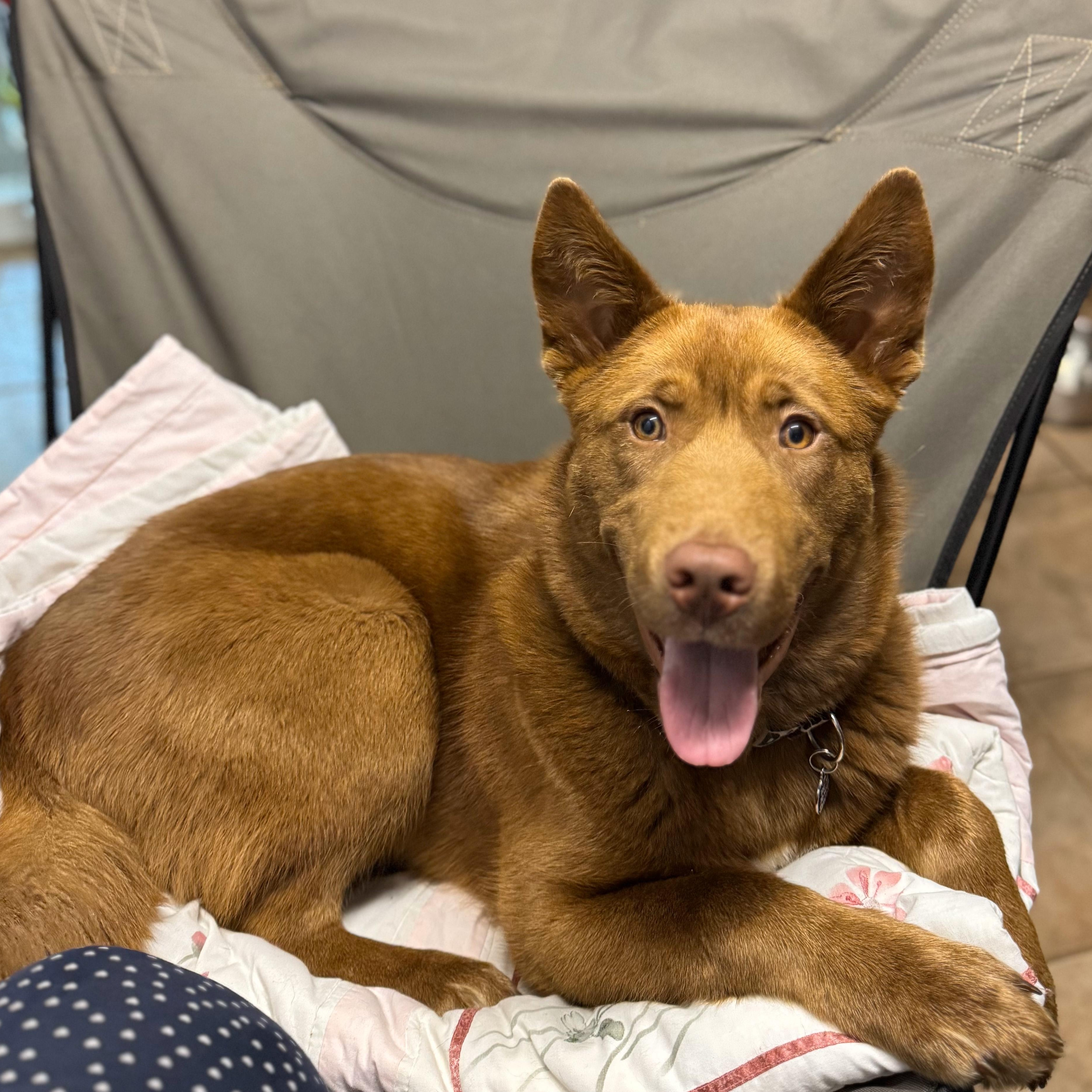Brownie, an adoptable Husky, Mixed Breed in Hawkestone, ON, L0L 1T0 | Photo Image 2