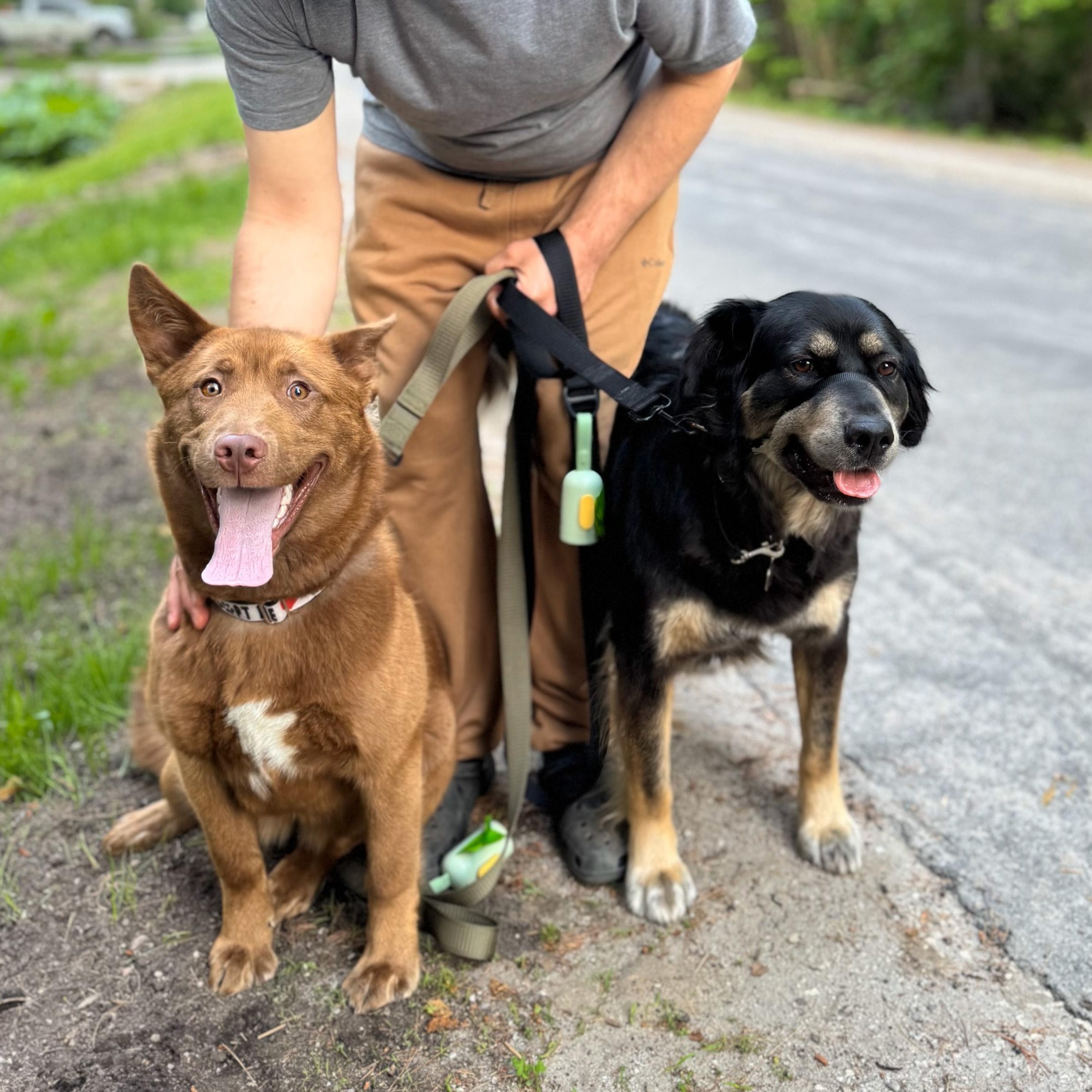 Brownie, an adoptable Husky, Mixed Breed in Hawkestone, ON, L0L 1T0 | Photo Image 4