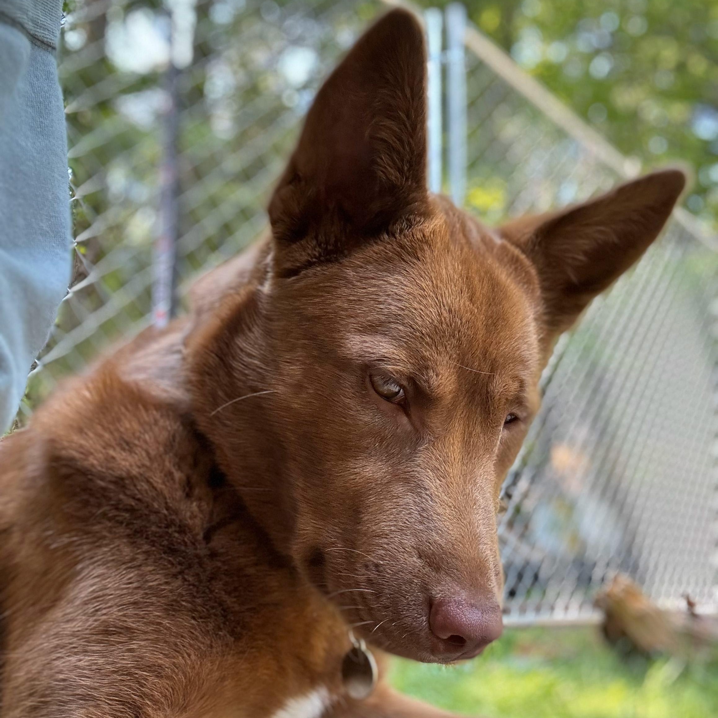 Brownie, an adoptable Husky, Mixed Breed in Hawkestone, ON, L0L 1T0 | Photo Image 5