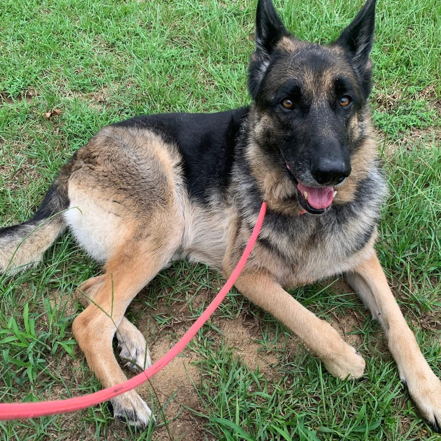 Luna, Adopted, Senior Female German Shepherd Dog.