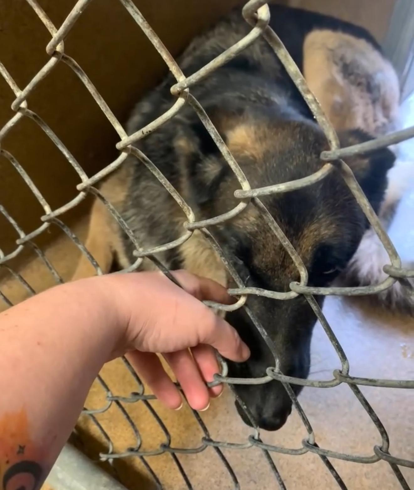 Enlarge Luna, a Adopted German Shepherd Dog in Conway, SC image 3/5