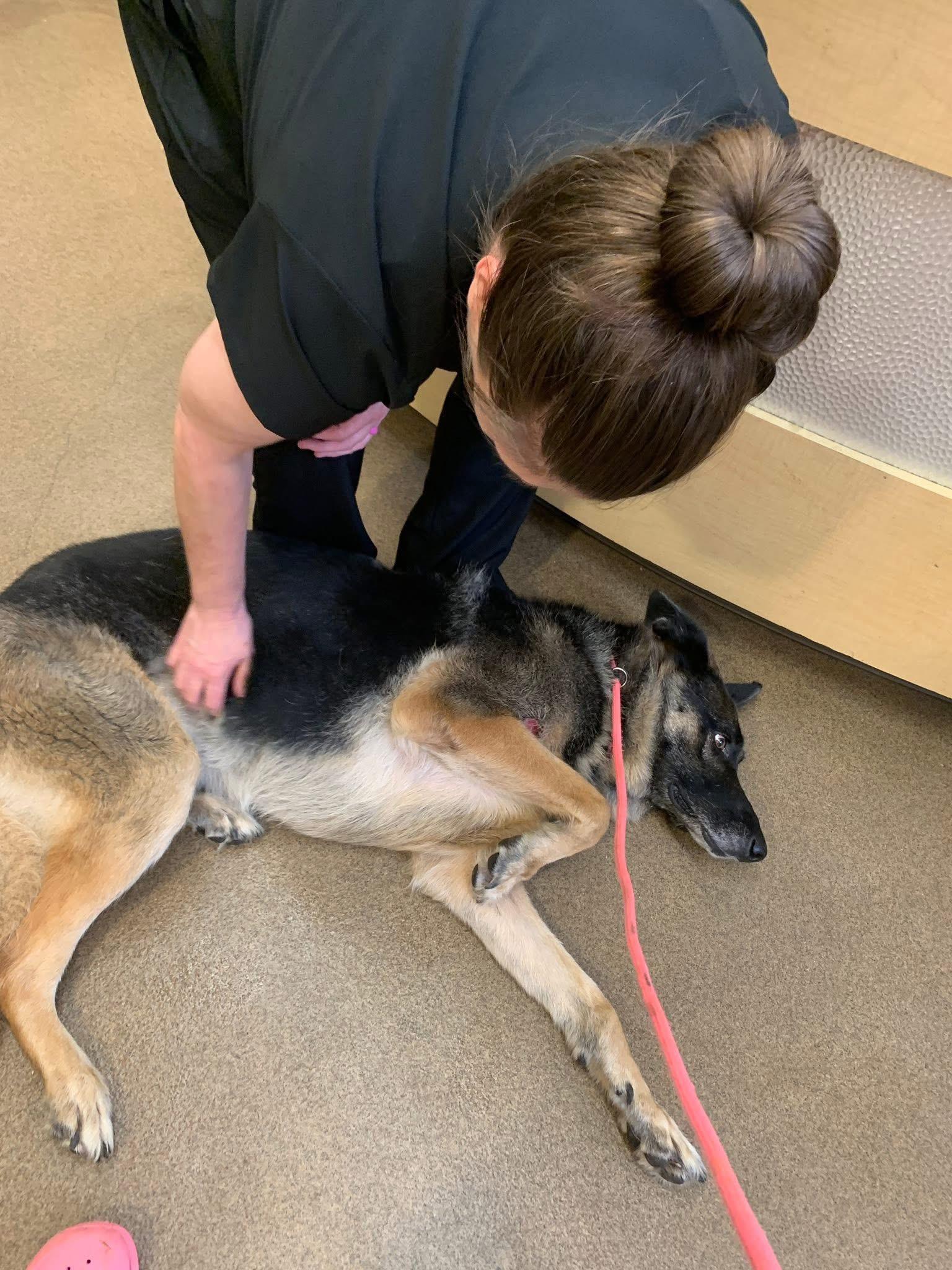 Enlarge Luna, a Adopted German Shepherd Dog in Conway, SC image 2/5