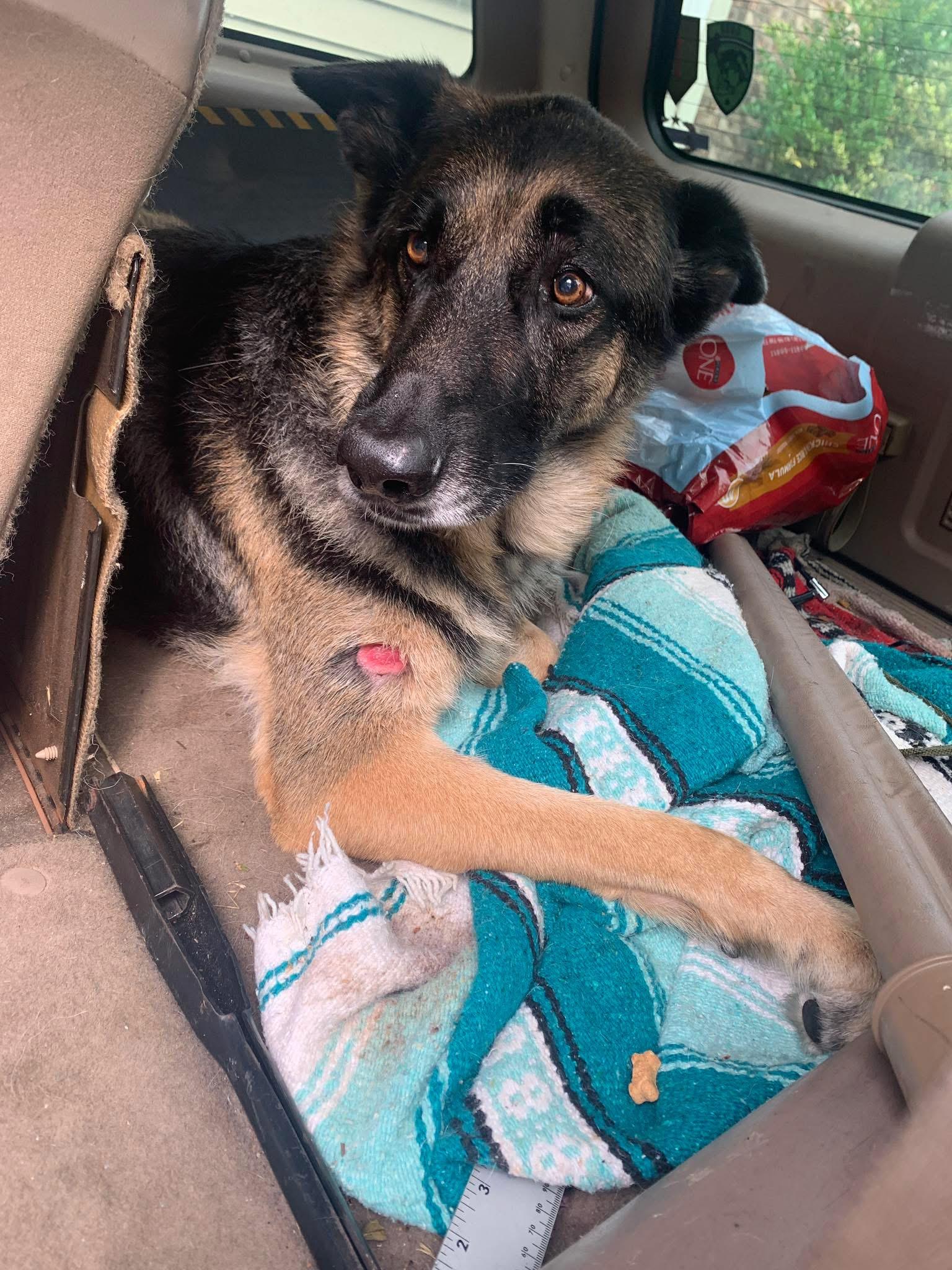 Enlarge Luna, a Adopted German Shepherd Dog in Conway, SC image 4/5