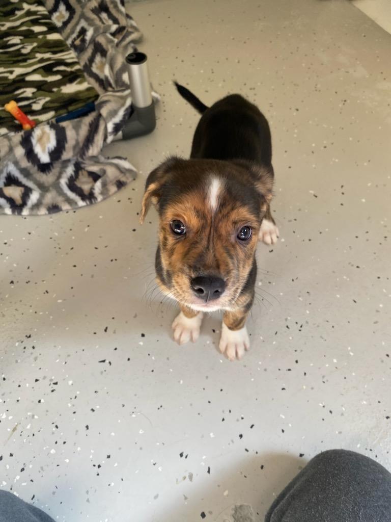 Libby, Adoptable, Puppy Female Mixed Breed.