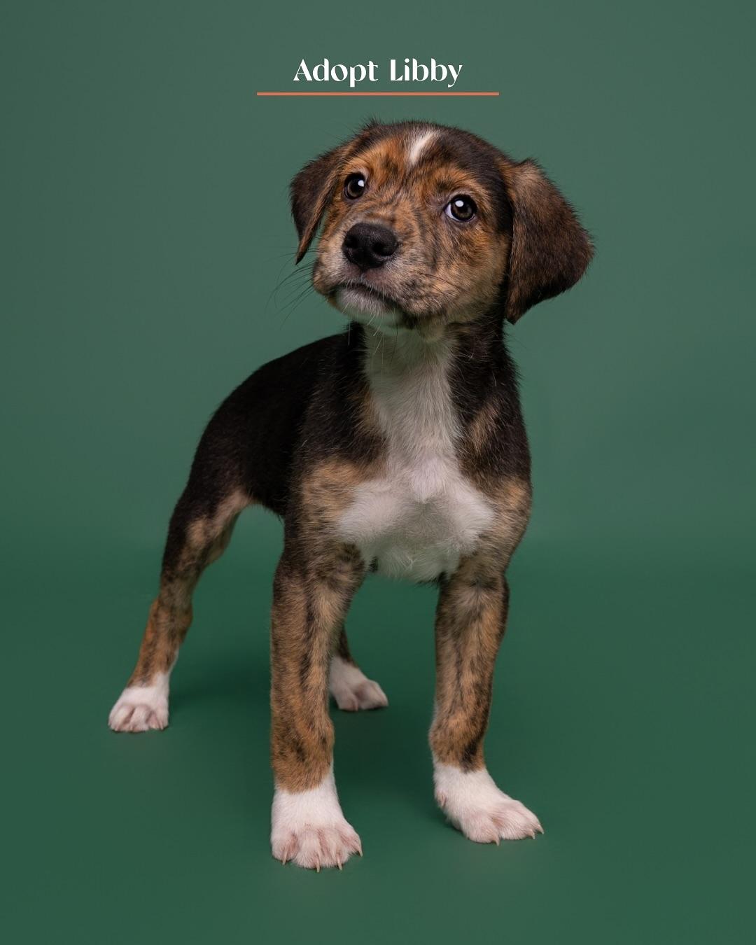 Libby, a Adoptable Mixed Breed in Burgaw, NC image 1/2