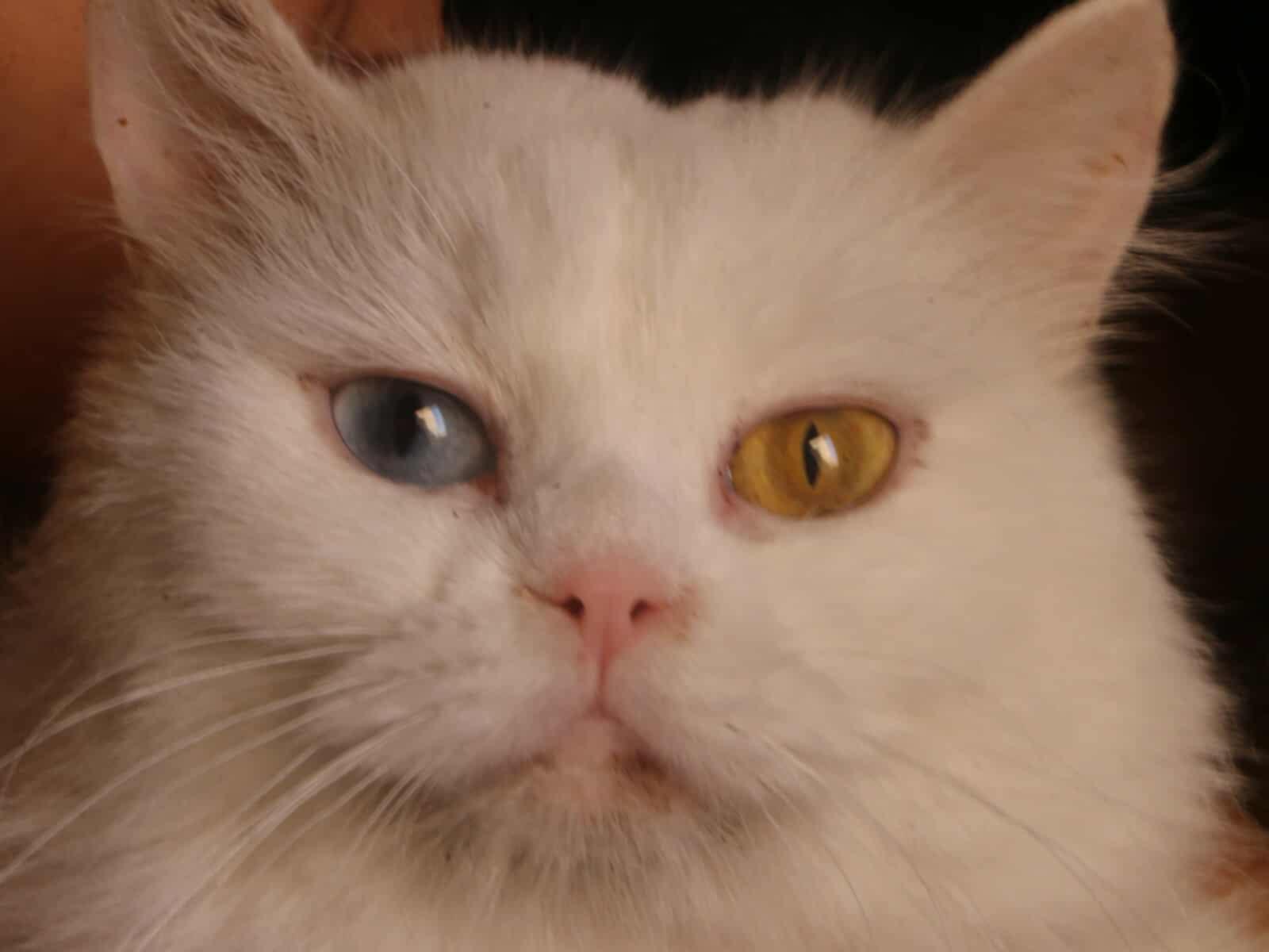 SimSim
